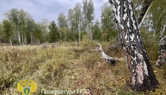 Охотника застрелили во время охоты на медведя под Новосибирском. Фото - Толк, 14.09.2026