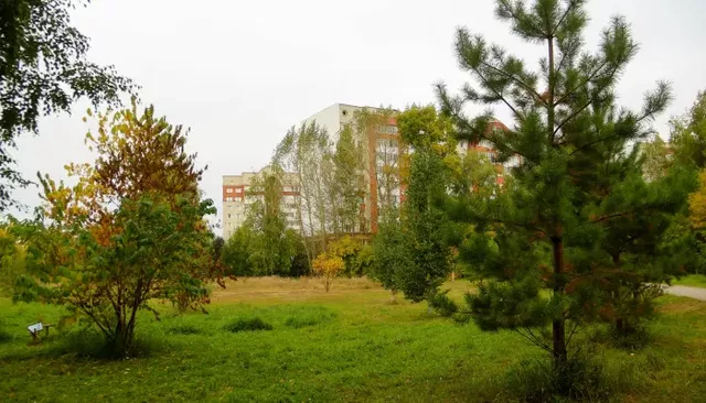Золото в зелени и релакс: как осень меняет облик и вайб Мизюлинской рощи в Барнауле. Фото - Толк, 17.09.2026