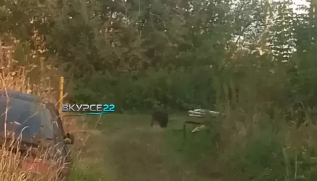 Алтайское село страдает от налетов дикого кабана, который не боится людей - Толк, 22.09.2026