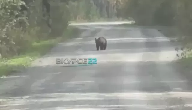 Соцсети: медвежонка заметили на дороге в Залесовском районе Алтайского края - Толк, 27.09.2026
