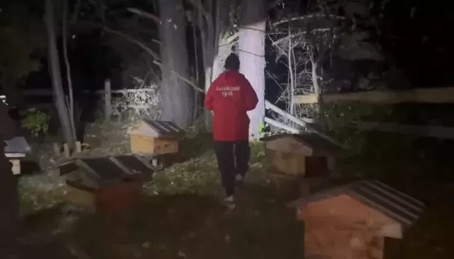 Трех медведей отстрелили в месте нападения медведя на подростка в Солтонском районе - Толк, 09.10.2026