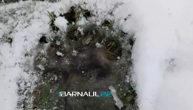 Медвежьи следы обнаружили в районе водоканала в Белокурихе: видео Медвежьи следы обнаружили в районе водоканала в Белокурихе: видео - Толк, 27.10.2026