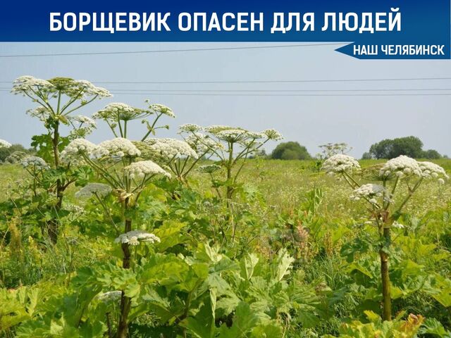 Борщевик опасен для садоводов - Наш Челябинск, 29.06.2025