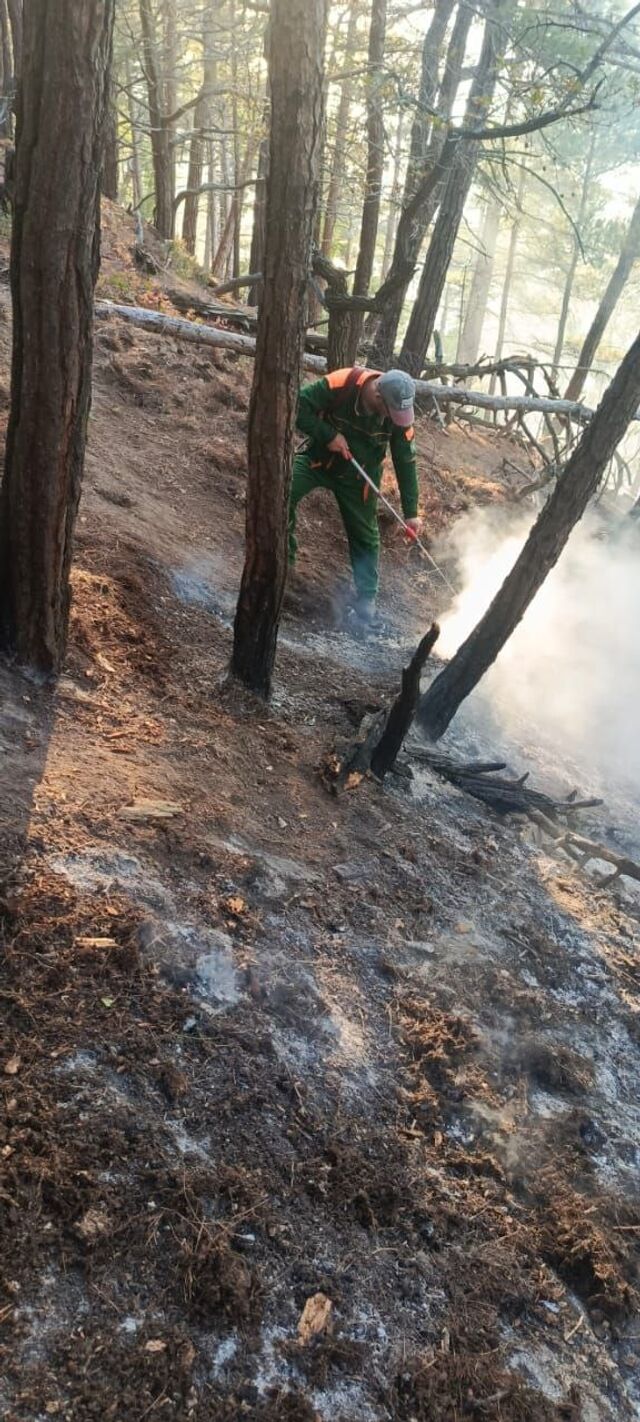 Ликвидирован лесной пожар в районе Архипо-Осиповки под Геленджиком. - Кубань 24. Новости, происшествия, ДТП, 19.11.2025