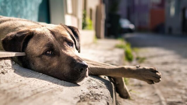 Около 20 % отловленных в Барнауле бродячих собак не будут возвращать на улицу - Новости Банкфакс, 30.01.2025