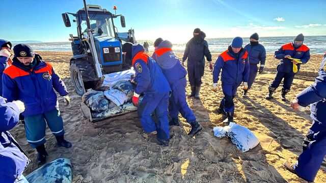 На черноморском побережье Кубани зафиксированы повторные выбросы мазута -  Утренний Юг, 20.12.2024