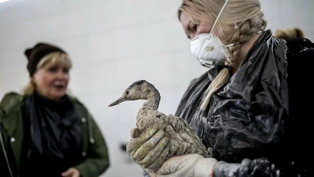 Спасённых в Анапе пернатых проверяют на птичий грипп -  Утренний Юг, 30.12.2024