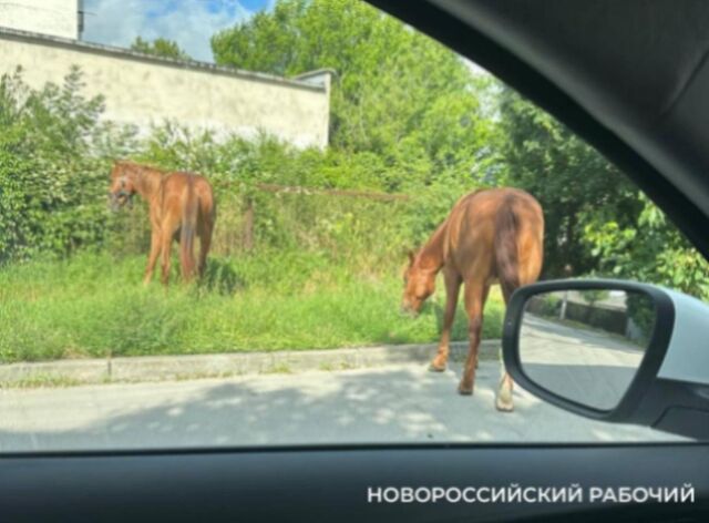 В Новороссийске по улицам разгуливают лошади -  Утренний Юг, 26.06.2025