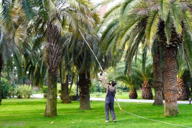 Бюджет программы по озеленению Сочи увеличили в 2 раза -  Утренний Юг, 13.08.2025