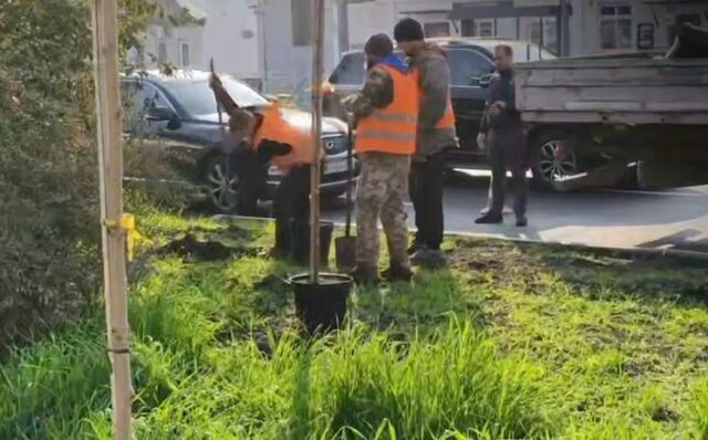 В Краснодаре приступили к высадке деревьев -  Утренний Юг, 07.11.2025