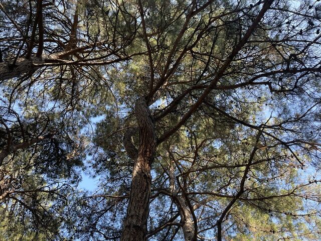 Гигантская ветка упала на дорогу и повредила два автомобиля в Сочи -  Утренний Юг, 07.11.2025