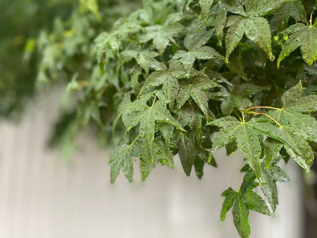 На Кубани 23 февраля облачно с прояснениями, местами слабый дождь, ночью и утром в отдельных районах с мокрым снегом -  Утренний Юг, 22.02.2026