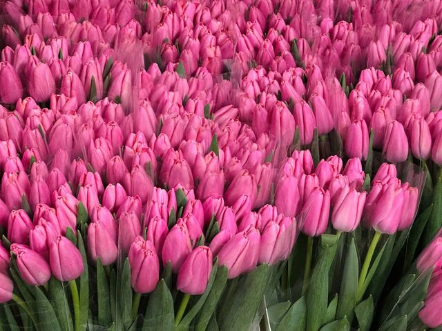 От Питера до Сахалина: как кубанские тюльпаны завоевывают Россию к 8 Марта -  Утренний Юг, 06.03.2026