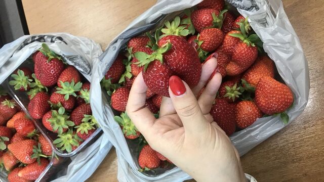 Фермеры рассказали, когда ждать появления первой кубанской клубники -  Утренний Юг, 23.03.2026