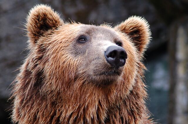 Медведь утащил сторожа в Приморье - ИА DEITA.RU, 02.09.2023