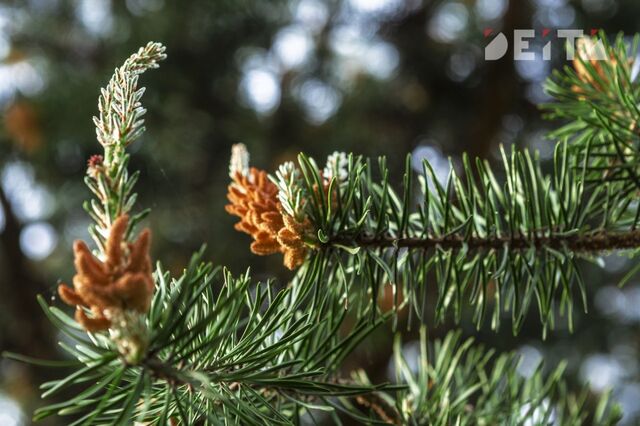 Синоптики рассказали о погоде в Приморье в преддверии Нового года - ИА DEITA.RU, 29.12.2024