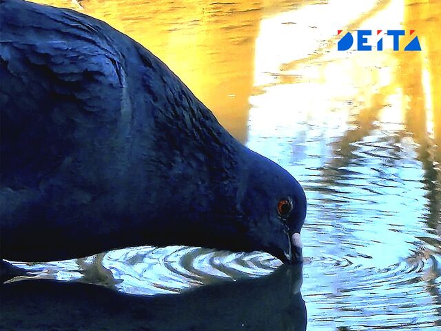 Двор во Владивостоке заливает водой спустя четыре месяца после вмешательства прокуратуры - ИА DEITA.RU, 22.04.2025