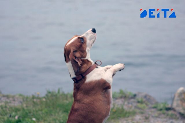 Китайский ИИ научит людей языку животных - ИА DEITA.RU, 10.05.2025