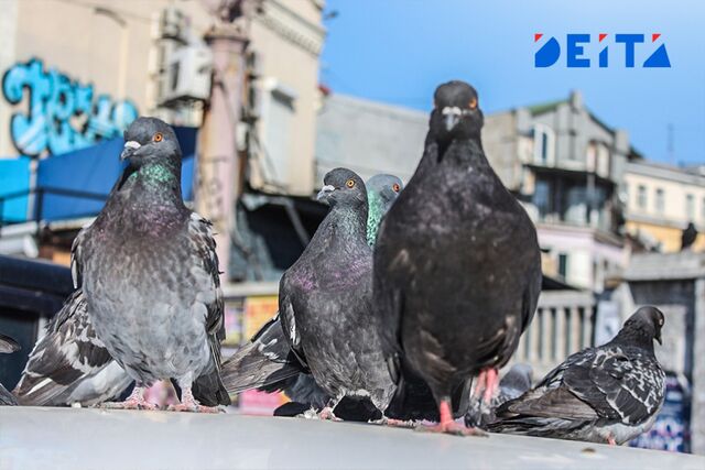 Полицейские Уссурийска заступились за избитого детьми голубя - ИА DEITA.RU, 24.07.2025