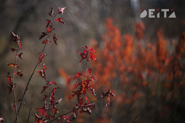 Дождь со снегом и осенняя прохлада ждут Приморье в первый день ноября - ИА DEITA.RU, 01.11.2025