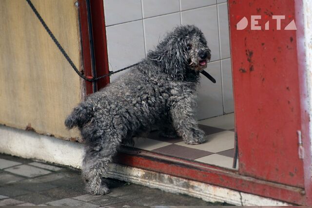 Кинологи хотят узаконить учет всех домашних животных в России Кинологи хотят узаконить учет всех домашних животных в России - ИА DEITA.RU, 05.11.2025