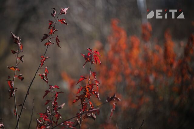 Циклон из Китая принесет в Приморье дожди и снег - ИА DEITA.RU, 06.11.2025