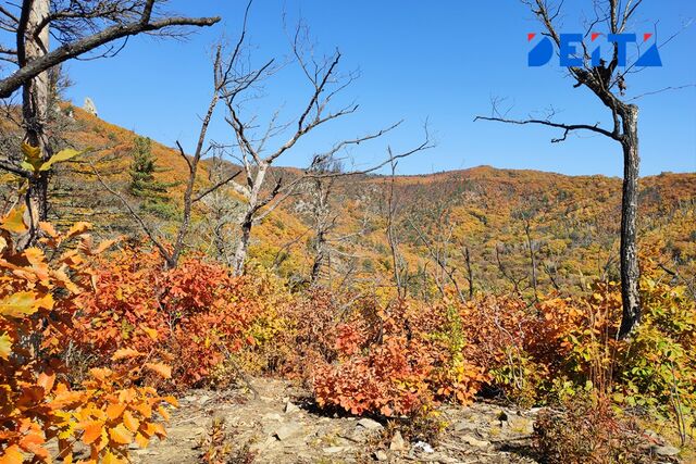 Циклон принесет в Приморье потепление - ИА DEITA.RU, 12.11.2025