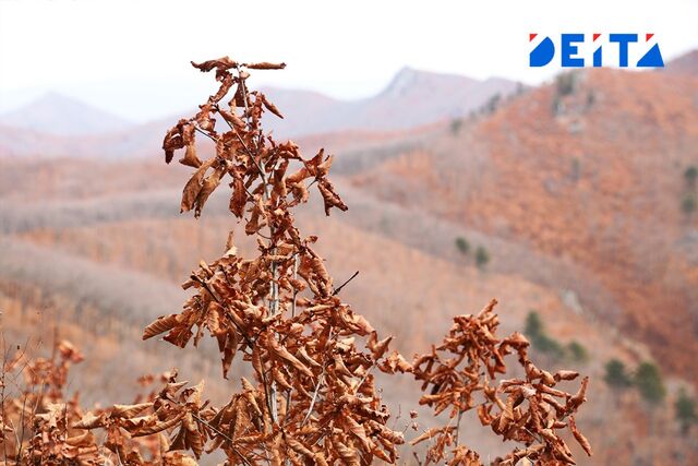 Снег уйдет из Приморье, но холода останутся - ИА DEITA.RU, 13.11.2025