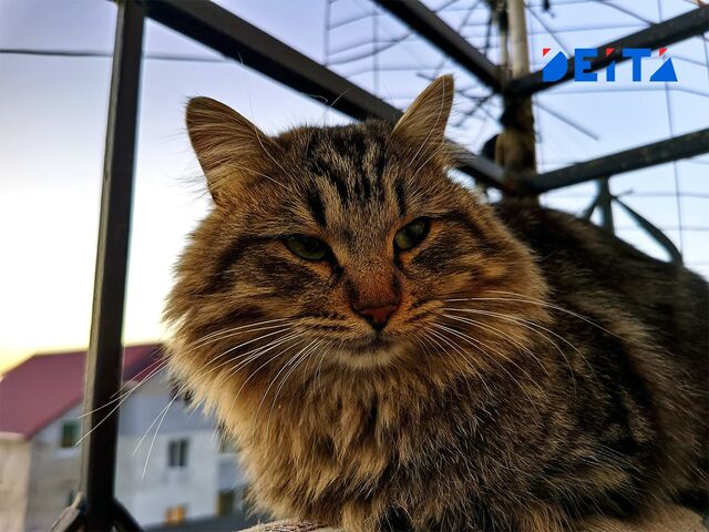 Украинские националисты добрались до котов из-за русского «мяу» - ИА DEITA.RU, 16.11.2025