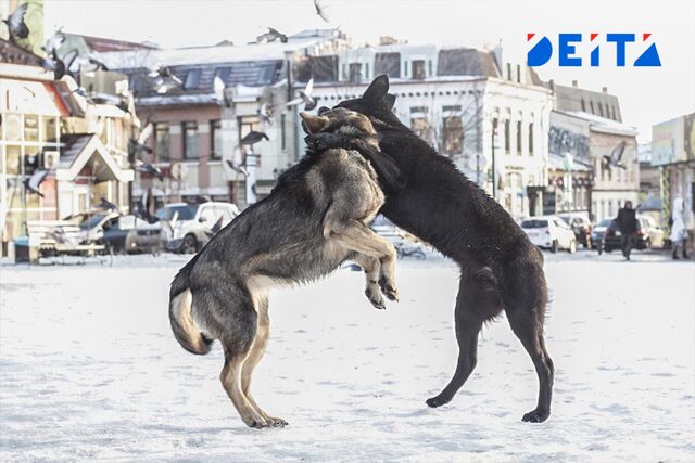 Новая экстренная служба появится в России Новая экстренная служба появится в России - ИА DEITA.RU, 18.11.2025
