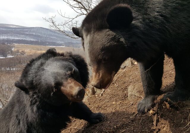 Медвежонок пытался пробраться в сельскую школу в Приморье - ИА DEITA.RU, 19.11.2025