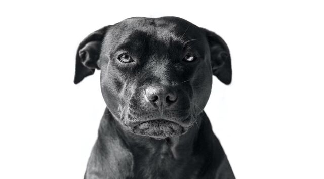 Хозяйка злобных доберманов продолжает кошмарить микрорайон и после вмешательства полиции Владивостока - ИА DEITA.RU, 26.02.2026