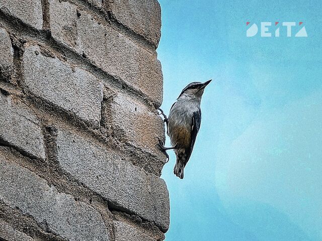 Рабочая неделя в Приморье начнется солнцем, а закончится циклоном - ИА DEITA.RU, 15.03.2026