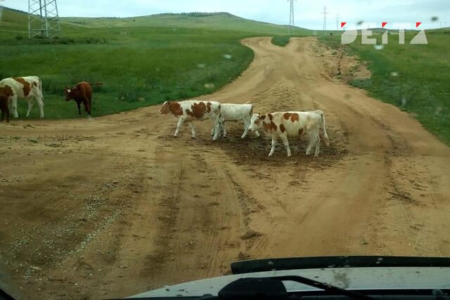 Четыре коровы погибли в Приморье в результате ДТП - ИА DEITA.RU, 23.03.2026