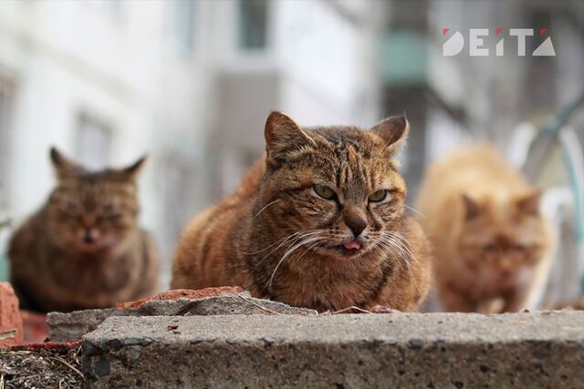 До 19 °С потеплеет в Приморье к концу рабочей недели - ИА DEITA.RU, 13.04.2026