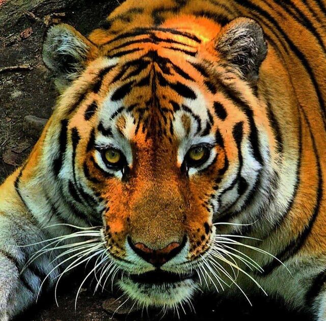 В Приморье браконьеры пытались продать амурского тигра по частям - ИА DEITA.RU, 24.04.2026