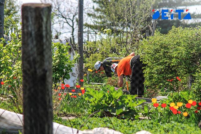 Опасные грядки: за какие растения на даче можно получить тюремный срок - ИА DEITA.RU, 26.04.2026