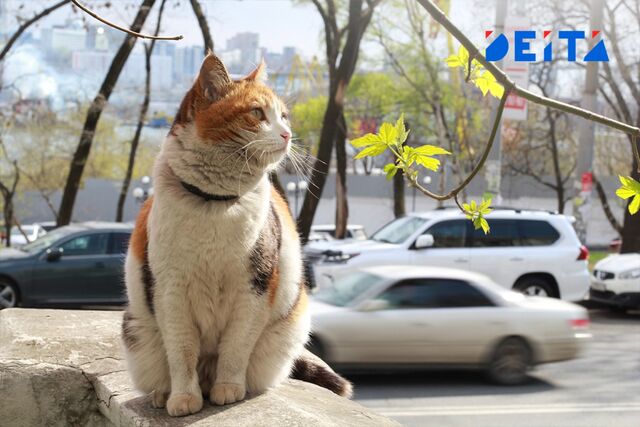 Погода в Приморье в последние дни апреля будет нестабильной - ИА DEITA.RU, 28.04.2026