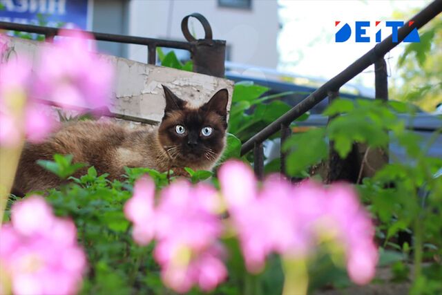 Со среды в Приморье начнётся потепление - ИА DEITA.RU, 22.06.2026
