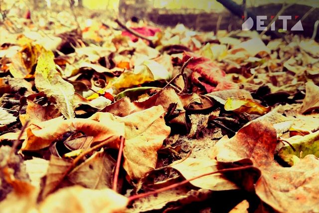 Сначала до +21, затем похолодание: какие выходные ждут Приморье - ИА DEITA.RU, 24.10.2026
