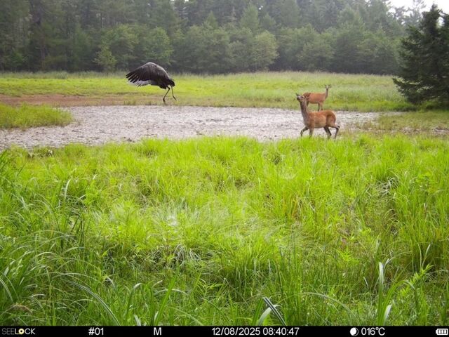 В Сихотэ-Алинском заповедники впервые запечатлели птенца чёрного журавля В Сихотэ-Алинском заповедники впервые запечатлели птенца чёрного журавля - PrimNews, 17.11.2025