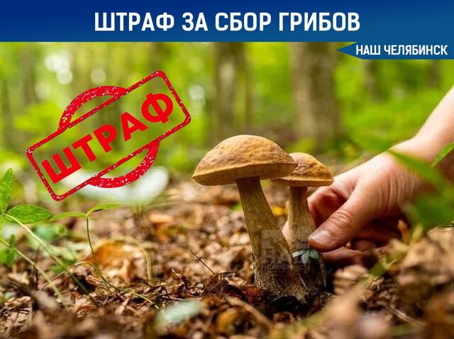 Штрафы за сбор охраняемых грибов - Наш Челябинск, 03.07.2025