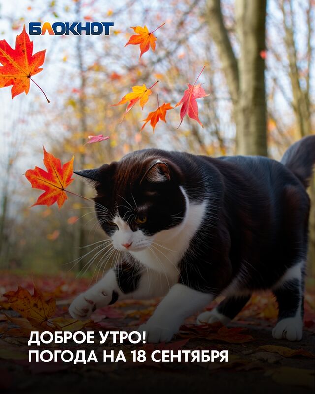 Доброе утро! Погода на 18 сентября - Блокнот Воронеж (Новости СМИ), 18.09.2025