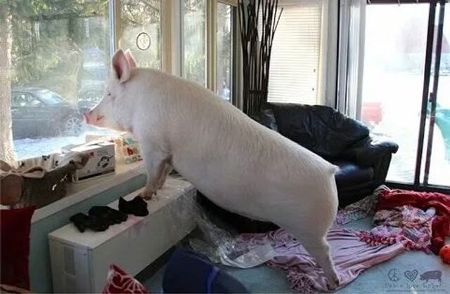 В России юристы отметили, что содержание свиньи в квартире может грозить штрафом 15 000₽ В России юристы отметили, что содержание свиньи в квартире может грозить штрафом 15 000₽ - Deita.ru — российское информационное агентство, 07.11.2025