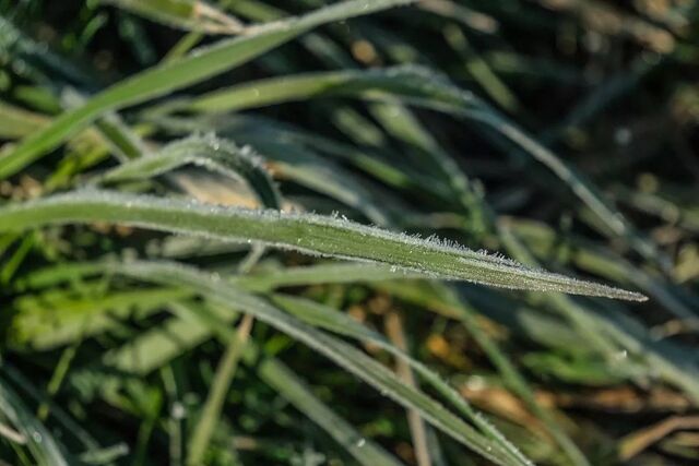 В Краснодарском крае ночью снова ударят заморозки — до −3 градусов. - Краснодарский край, 29.04.2026