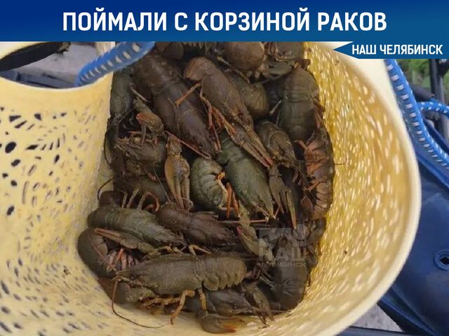 Челябинца поймали с корзиной раков - Наш Челябинск, 21.06.2026