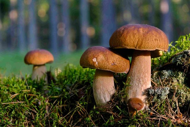 Нижегородский диетолог Анастасия Колчина назвала четыре самых полезных гриба - Новости Нижнего Новгорода - Живем в Нижнем, 03.08.2025