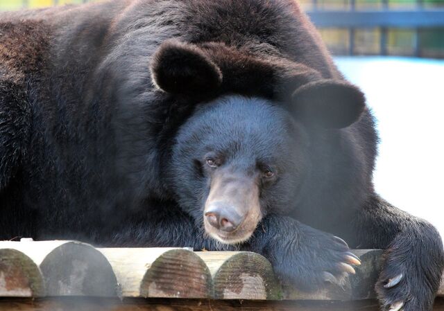 Нижегородский зоопарк «Лимпопо» переходит на зимний режим работы с 10 ноября - Новости Нижнего Новгорода - Живем в Нижнем, 08.11.2025