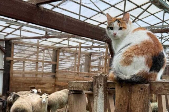 Евгений Люлин показал пушистых «главбуха» и «директора» своей фермы - Новости Нижнего Новгорода - Живем в Нижнем, 08.11.2025