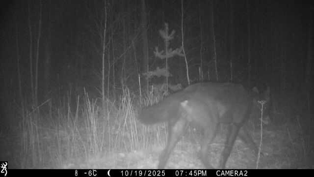 Черного волка заметили в Керженском заповеднике в Нижегородской области - Новости Нижнего Новгорода - Живем в Нижнем, 09.11.2025